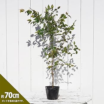 Amazon.co.jp: 四季成り ジャボチカバ 実生 ポット苗 沖縄県産